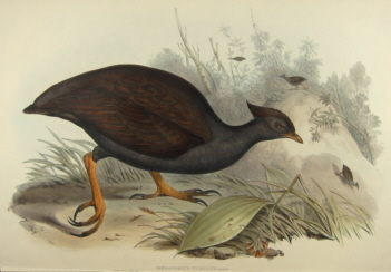 John Gould's Birds of Australia